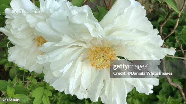 white tree peony - paeonia suffruticosa stock pictures, royalty-free photos & images