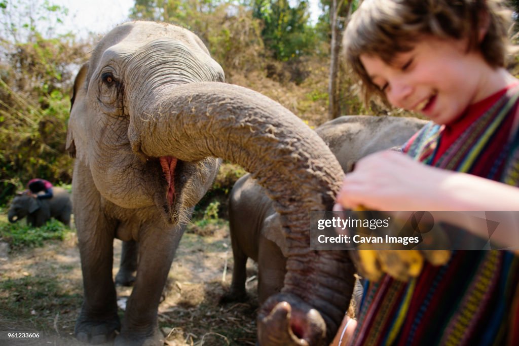 Boy feeding fruit to elephant