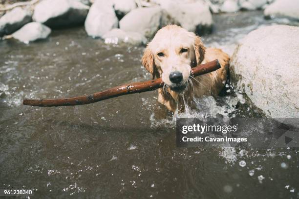 high angle view of dog carrying stick in mouth at lake during sunny day - kernville stock pictures, royalty-free photos & images