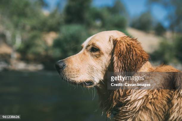 close-up of wet dog at lakeshore during sunny day - kernville stock pictures, royalty-free photos & images