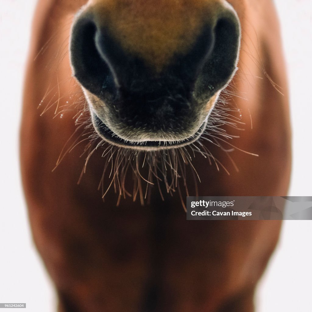 Close-up of horse mouth