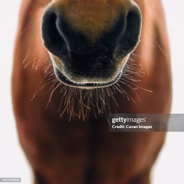 close-up of horse mouth - animal nose foto e immagini stock