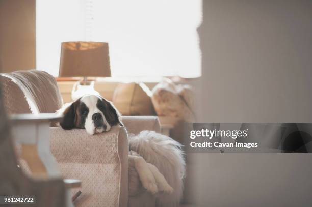 tired saint bernard lying on sofa - animal head on wall stock pictures, royalty-free photos & images