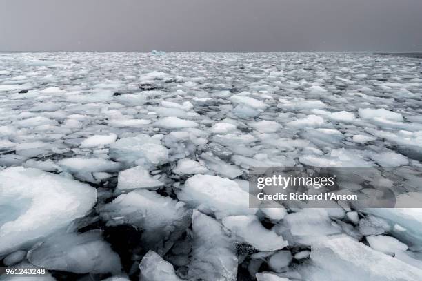 brash ice during snowstorm in bransfield strait - ice floe stock pictures, royalty-free photos & images