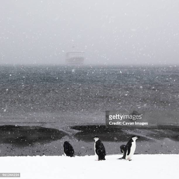 penguins on snow covered deception island against sea - south shetland islands 個照片及圖片檔