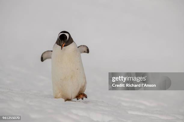gentoo penguin (pygoscelis papua) walking on snow - waddling stock pictures, royalty-free photos & images