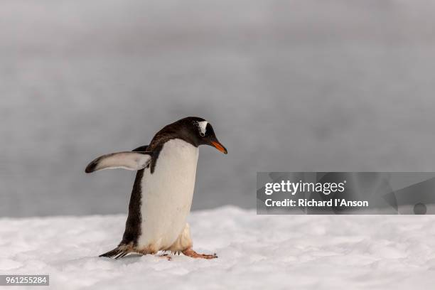 gentoo penguin (pygoscelis papua) walking on snow - détroit de gerlache photos et images de collection