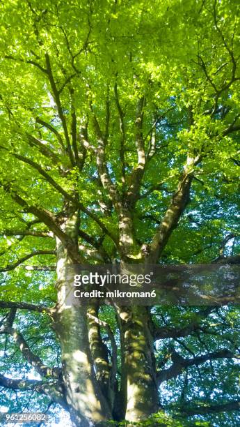 sun rays through tree tops, co.tipperary, ireland - mikroman6 imagens e fotografias de stock