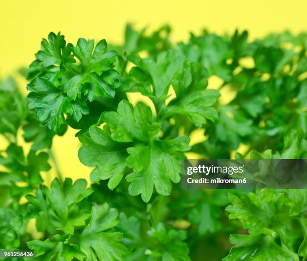 curly parsley green leaves. green herbs - mikroman6 imagens e fotografias de stock