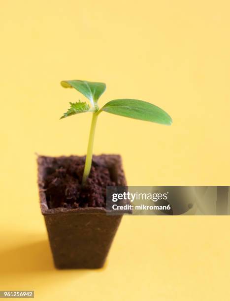 young seedling plants growing. seedling in plant pot on yellow background - mikroman6 imagens e fotografias de stock