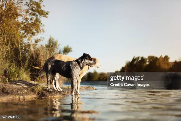 dogs standing by river against sky - marfa stock pictures, royalty-free photos & images