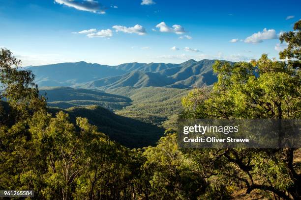 mount kaputar n. p. - forest new south wales stock pictures, royalty-free photos & images