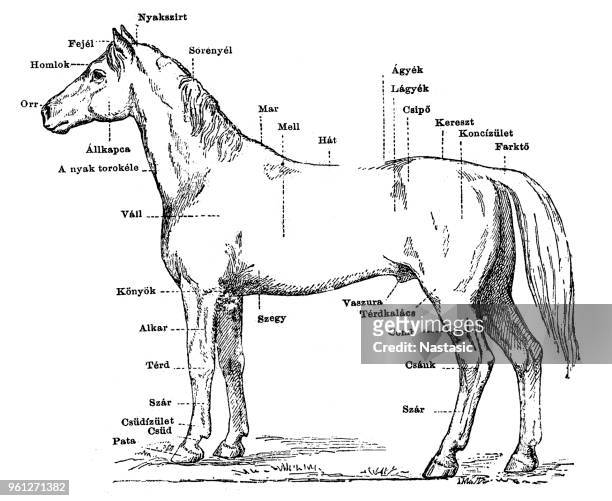 馬体 - 動物の筋肉点のイラスト素材／クリップアート素材／マンガ素材／アイコン素材