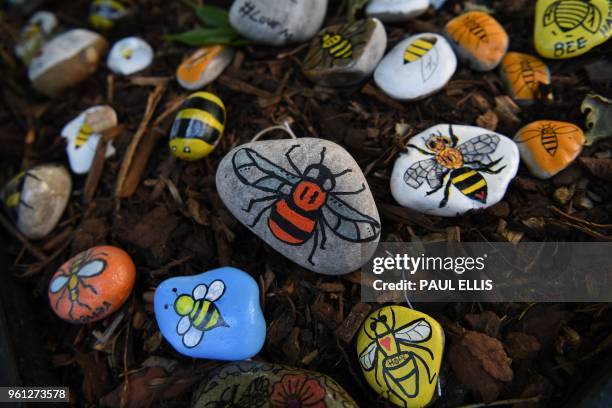 Pebbles decorated with the Manchester bee, a symbol of Manchester, are photographed at the base of a 'tree of hope' planted as a memorial following...