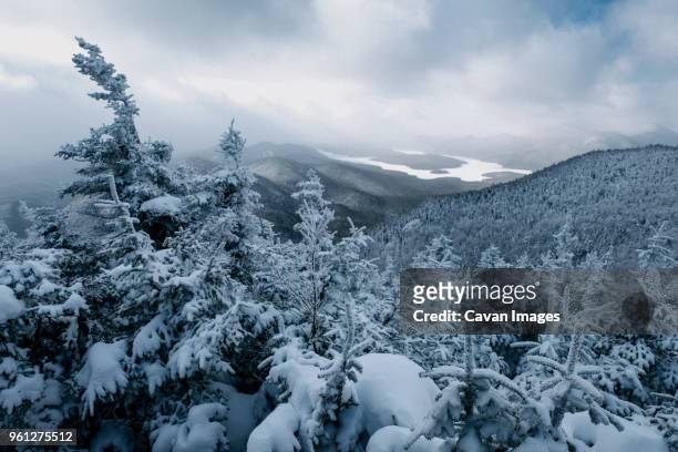 scenic view of snow covered trees at forest - lake placid stock pictures, royalty-free photos & images