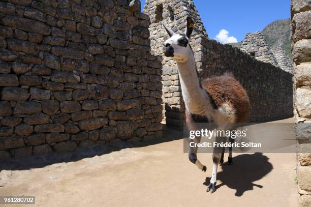 Machu Picchu, aka the "Old Mountain", is a pre-Columbian Inca site situated on a mountain ridge above the Urubamba Valley in Peru. Machu Picchu was...