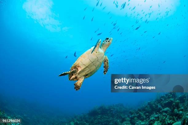 low angle view of sea turtle underwater - sea turtle stock pictures, royalty-free photos & images