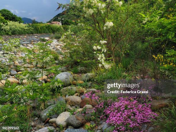 scotch broom, rock soapwort and robinia pseudoacacia - scotch broom stockfoto's en -beelden