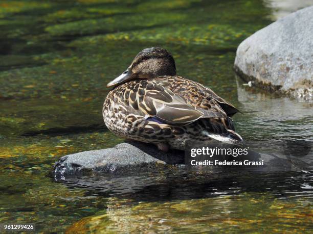 female mallard sitting on a rock in mountain stream - see lake waterfowl stock-fotos und bilder