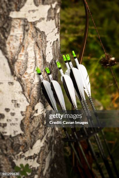 close-up of bows leaning on tree trunk - hunting arrow stock-fotos und bilder