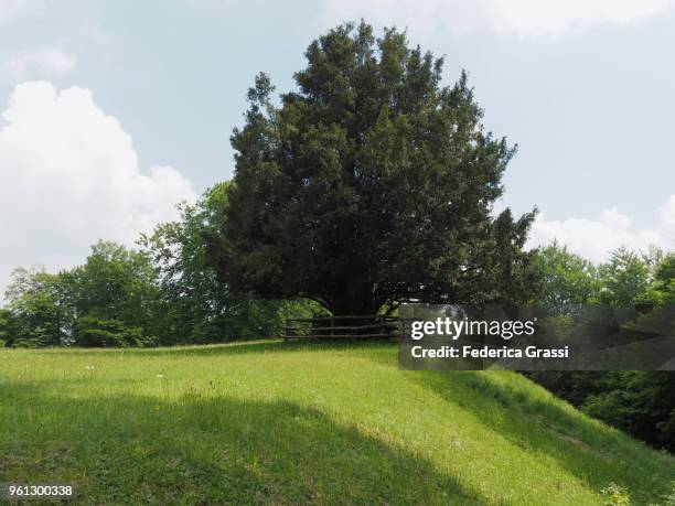 old yew tree on alpine pasture (taxus baccata) - tejo fotografías e imágenes de stock