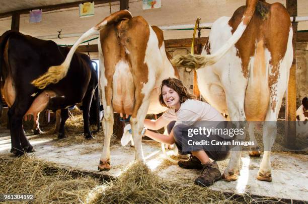 portrait of happy woman milking cow - milking stock pictures, royalty-free photos & images