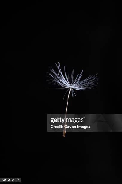 dandelion seed in mid-air against black background - paardebloemzaad stockfoto's en -beelden