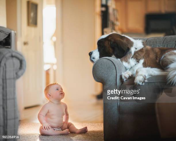 shirtless baby boy looking at dog lying on sofa at home - baby hund innenaufnahme stock-fotos und bilder