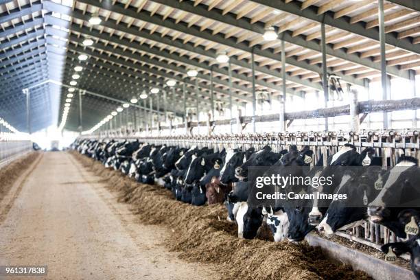 holstein cattle eating in dairy farm - vache frisonne photos et images de collection