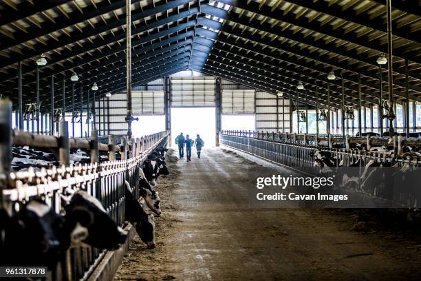 cows grazing in dairy farm - cattle stock pictures, royalty-free photos & images