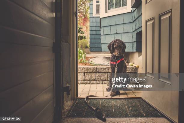 dog sitting at doorway - welcome mat stock pictures, royalty-free photos & images
