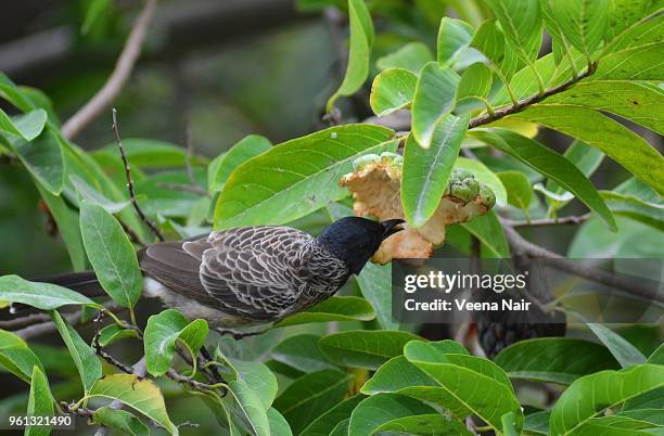 red-vented bulbul eating sugar apple/custard apple - bulbuls stock pictures, royalty-free photos & images