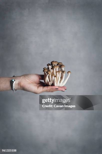 cropped image of woman holding shimeji mushrooms against gray wall - shimeji pilz stock-fotos und bilder