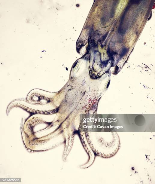 overhead view of squid at beach - squid stock pictures, royalty-free photos & images