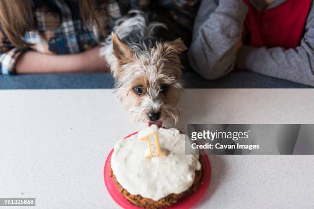 midsection of siblings celebrating yorkshire terriers birthday at home - eerste verjaardag stockfoto's en -beelden