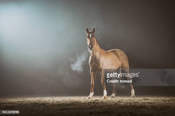 cheval dans la brume - chevaux sauvages photos et images de collection