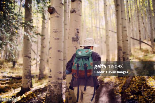 rear view of male hiker walking amidst trees in forest - flagstaff arizona stock pictures, royalty-free photos & images