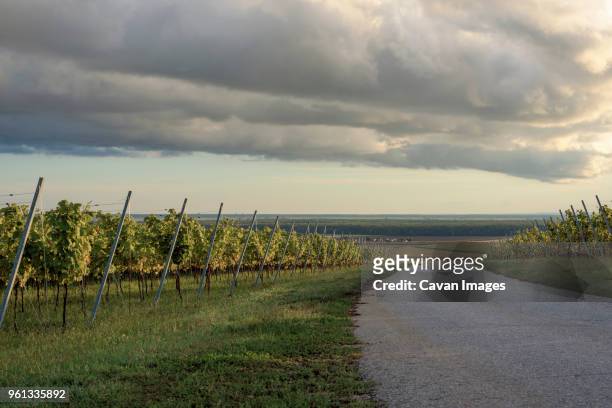 country road by vineyard against cloudy sky - baranya imagens e fotografias de stock