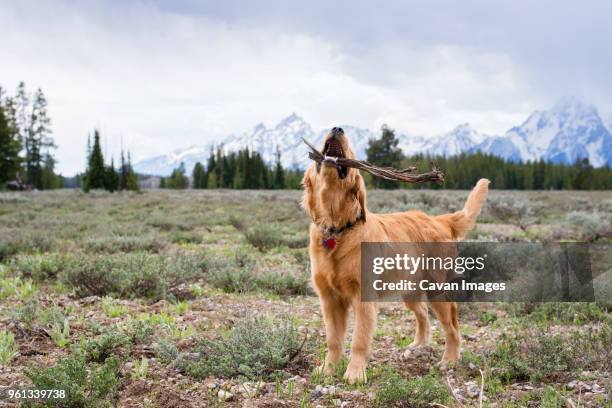 dog carrying sticks in mouth while standing on field - carrying in mouth stock pictures, royalty-free photos & images