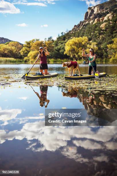 happy friends with dog paddleboarding in lake by mountain - prescott bildbanksfoton och bilder