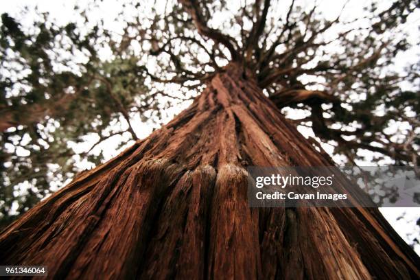Low Rise Tree Trunk 901 Tree Trunk Low Close Up Stock Photos, High-Res Pictures, and Images ...