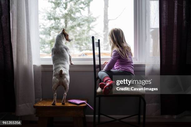 full length of girl with dog sitting by window at home - rearing up bildbanksfoton och bilder