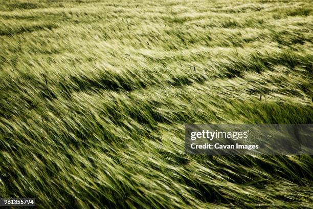 overhead view of grass swaying on field - swaying stock pictures, royalty-free photos & images
