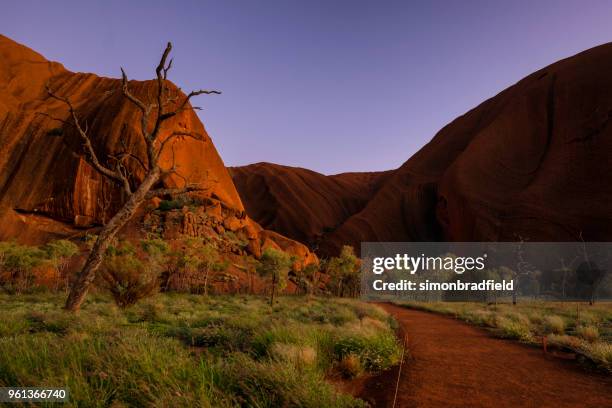 vor sonnenaufgang licht am uluru - uluru stock-fotos und bilder