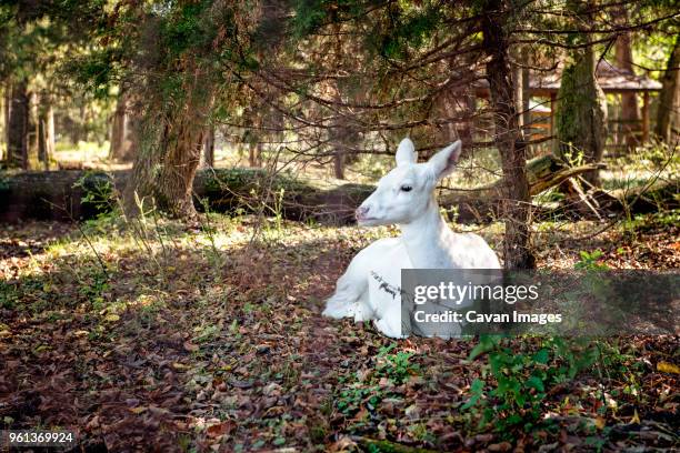albino deer looking away while sitting at forest - albino animals ストックフォトと画像