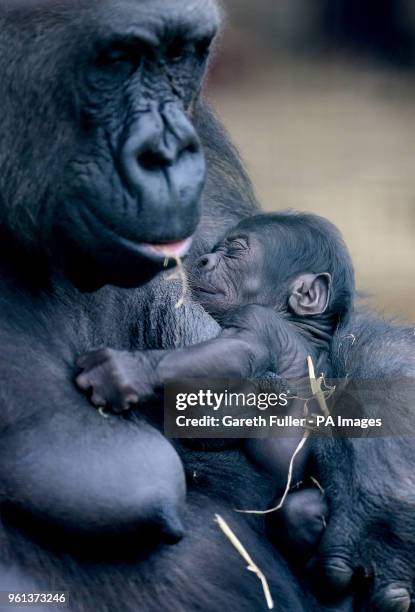 Baby Western lowland gorilla is cradled in the arms of her mother, Dihi, at Howletts Wild Animal Park near Canterbury in Kent. The park is the most...