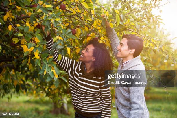 smiling couple picking apples in orchard - apple picking stockfoto's en -beelden