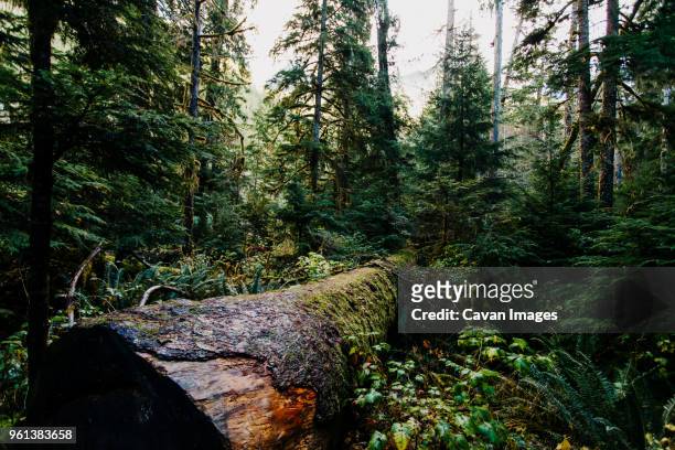 trees growing in forest - fallen tree stock pictures, royalty-free photos & images