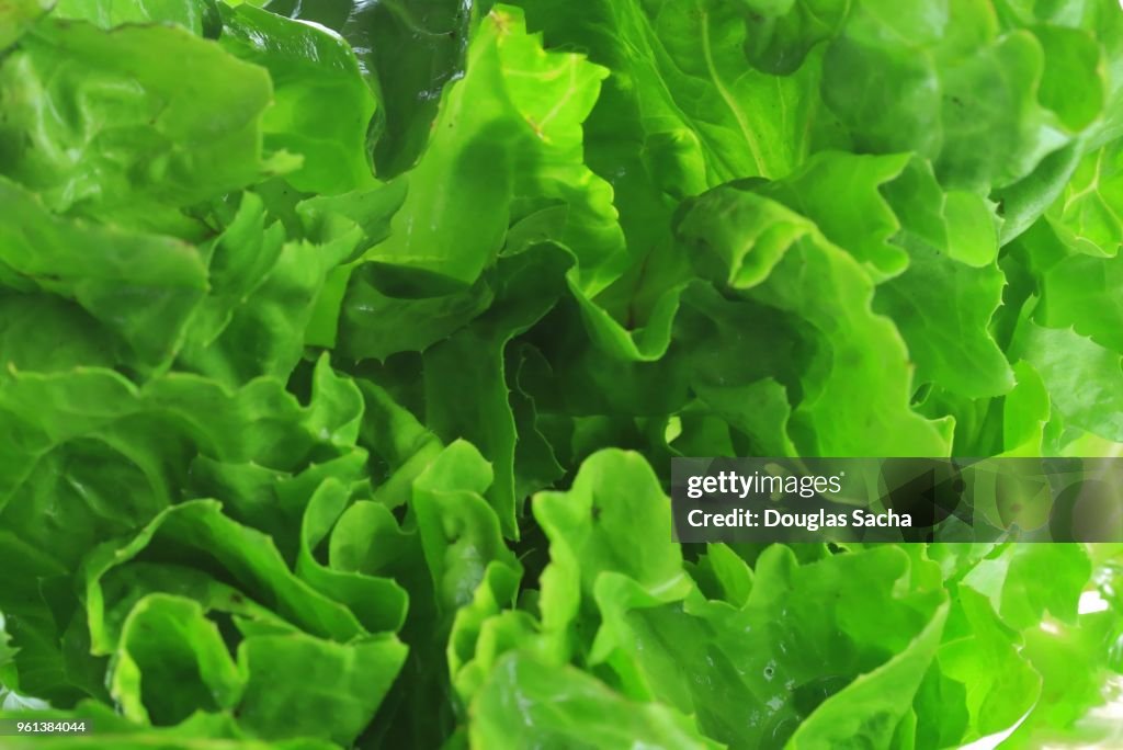 Full frame of Romaine Lettuce (Lactuca sativa L. var. longifolia)