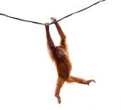 Isolated little orangutan in a funny pose